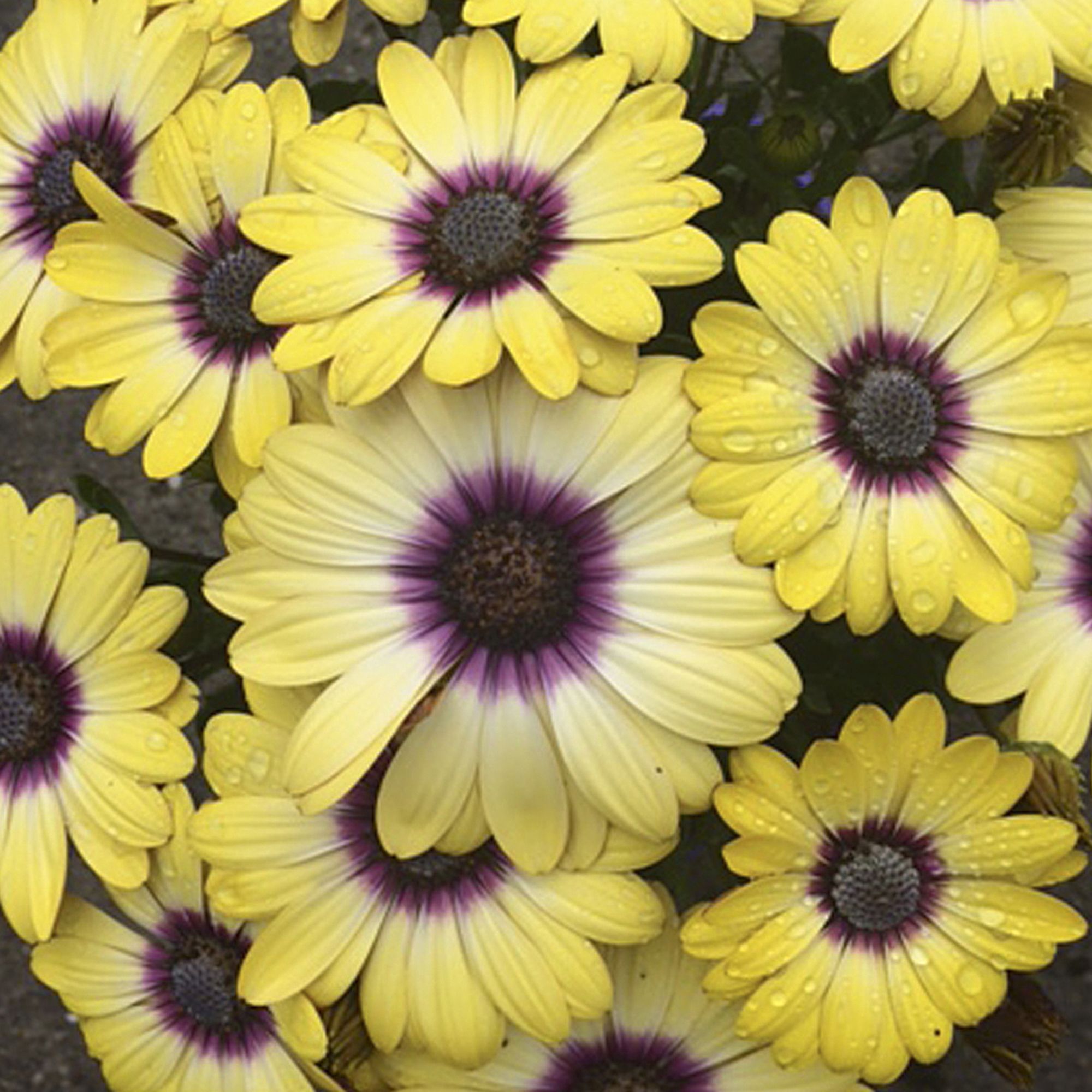 Verve Cape Daisy Blue Eyed Beauty Summer Bedding Plant 13Cm, Pack Of 4 Price Comparisons | Compare The Build