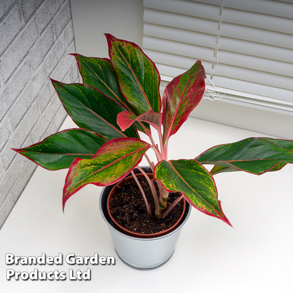 Aglaonema 'Crete' | Compare The Build