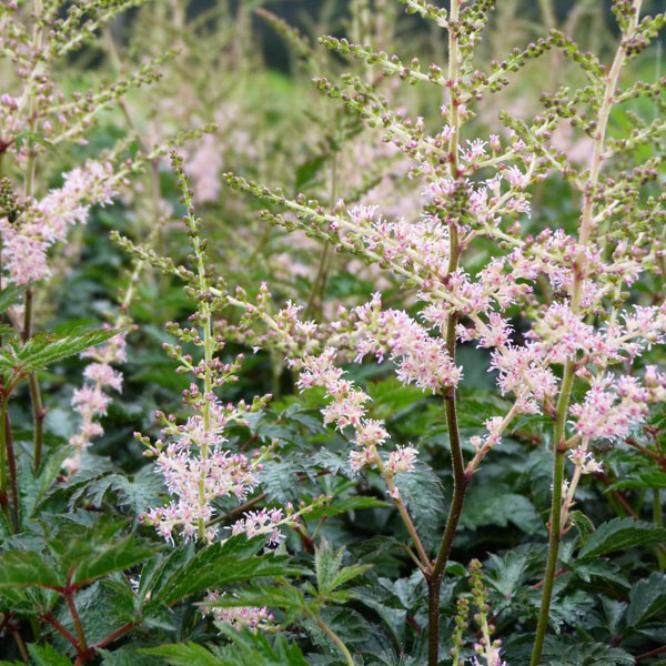Astilbe 'Hennie Graafland' Price Comparisons | Compare The Build