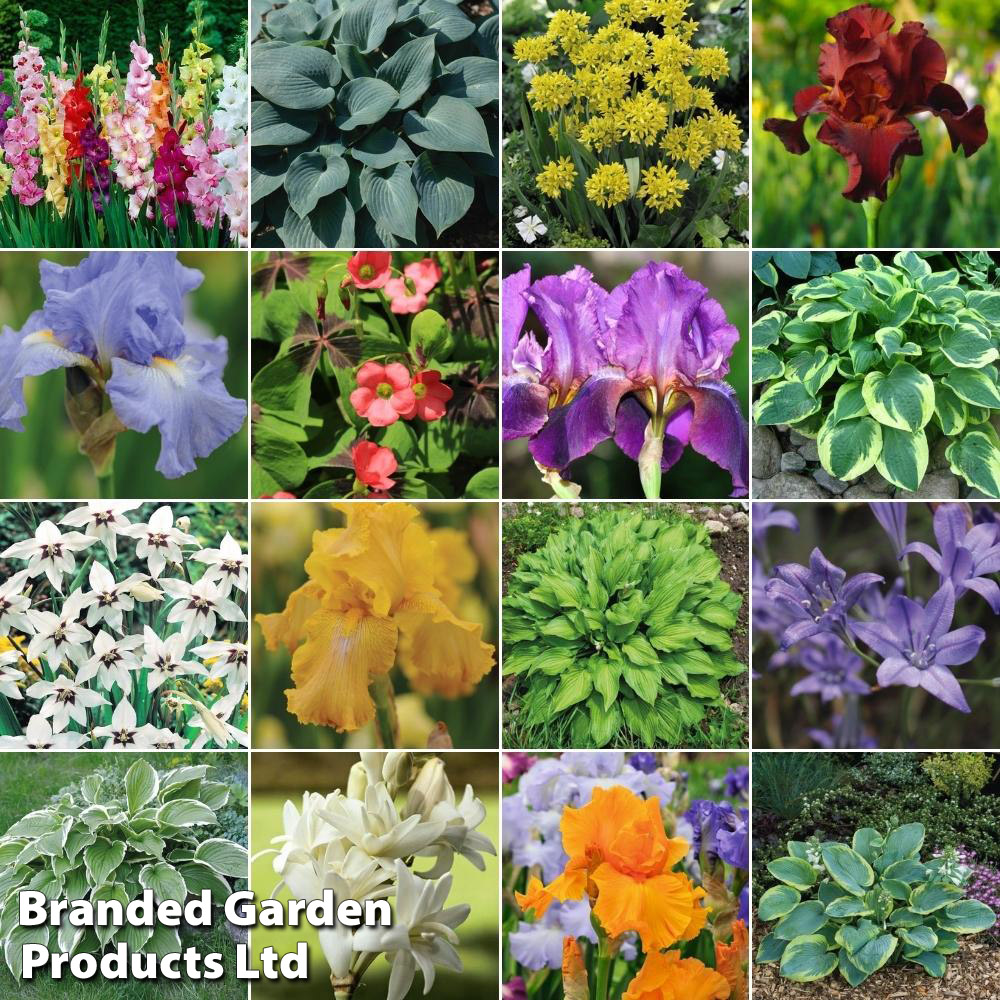 Bulb and Bare Root Collection Price Comparisons | Compare The Build