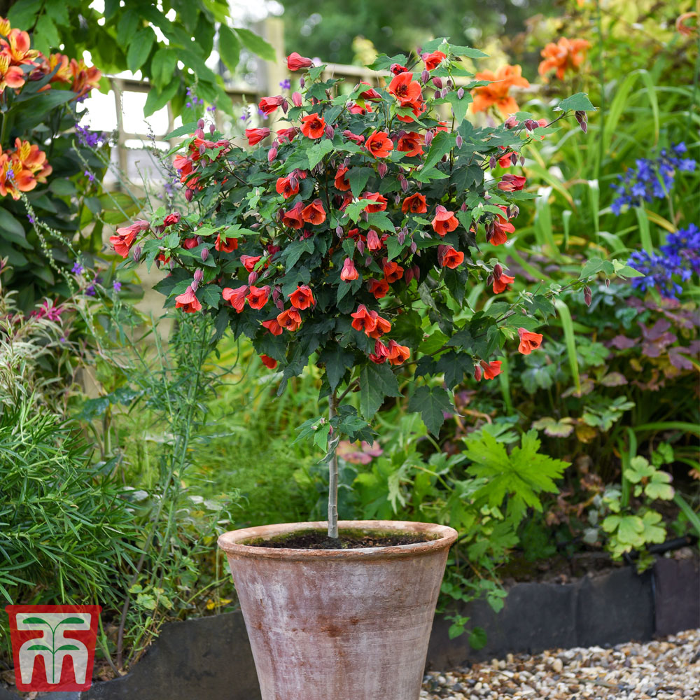 Abutilon megapotamicum 'Red Trumpet' (Patio Standard) Price Comparisons | Compare The Build