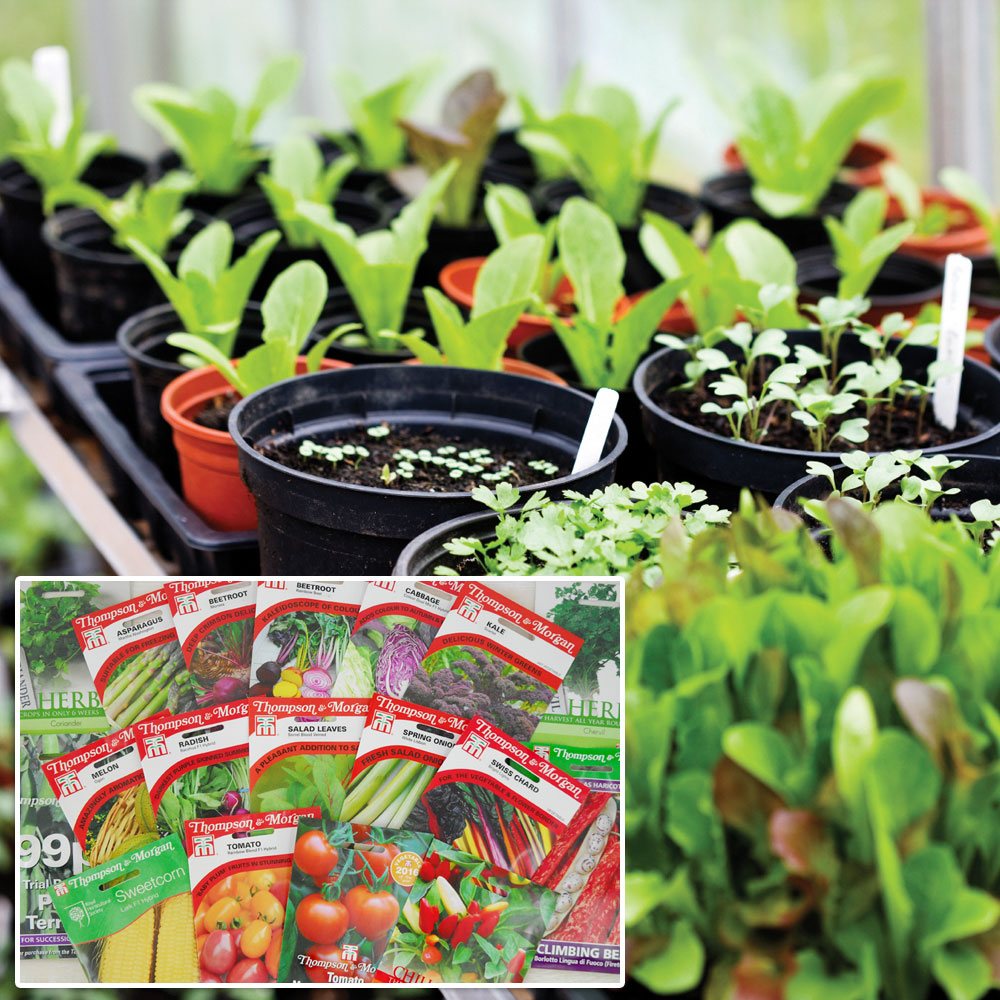 Nurserymans Choice Flower and Vegetables Seed Mix Price Comparisons | Compare The Build