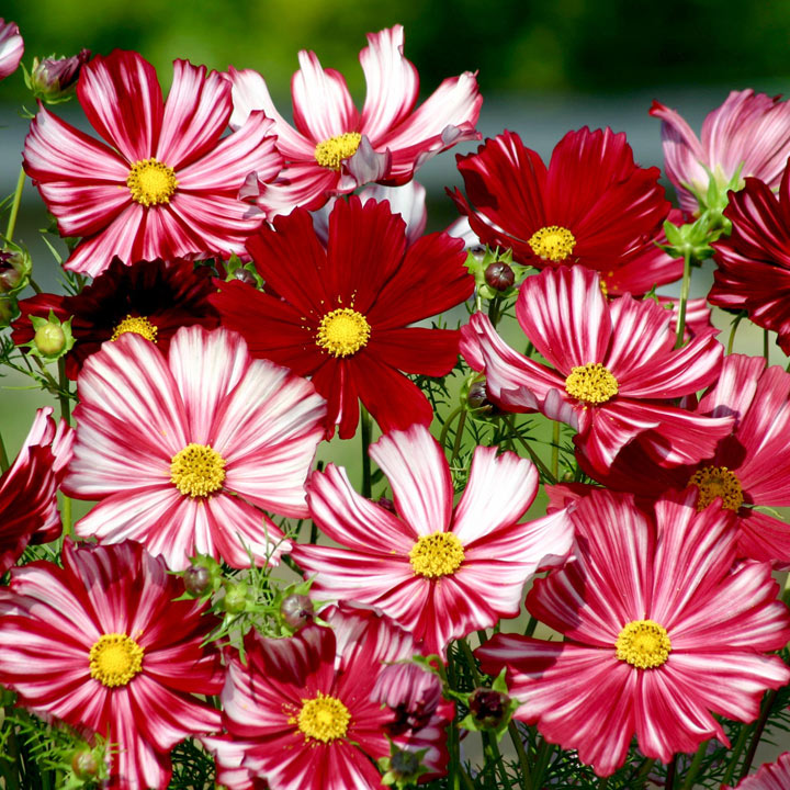 Cosmos Seeds - Velouette Price Comparisons | Compare The Build