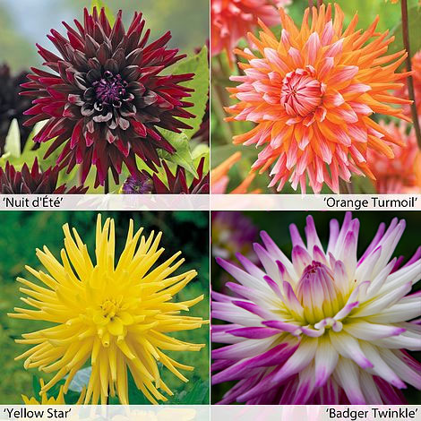 Dahlia 'Cactus Collection' Price Comparisons | Compare The Build