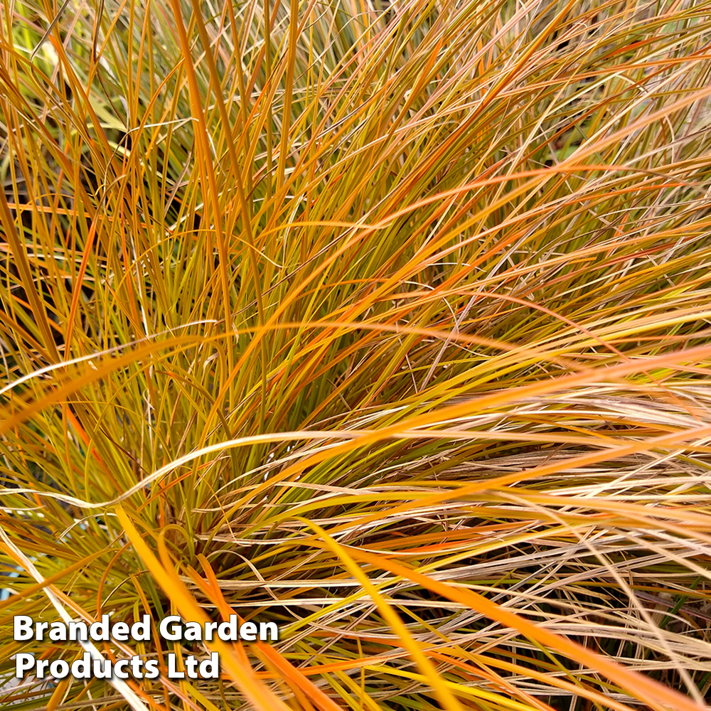 Carex testacea Price Comparisons | Compare The Build