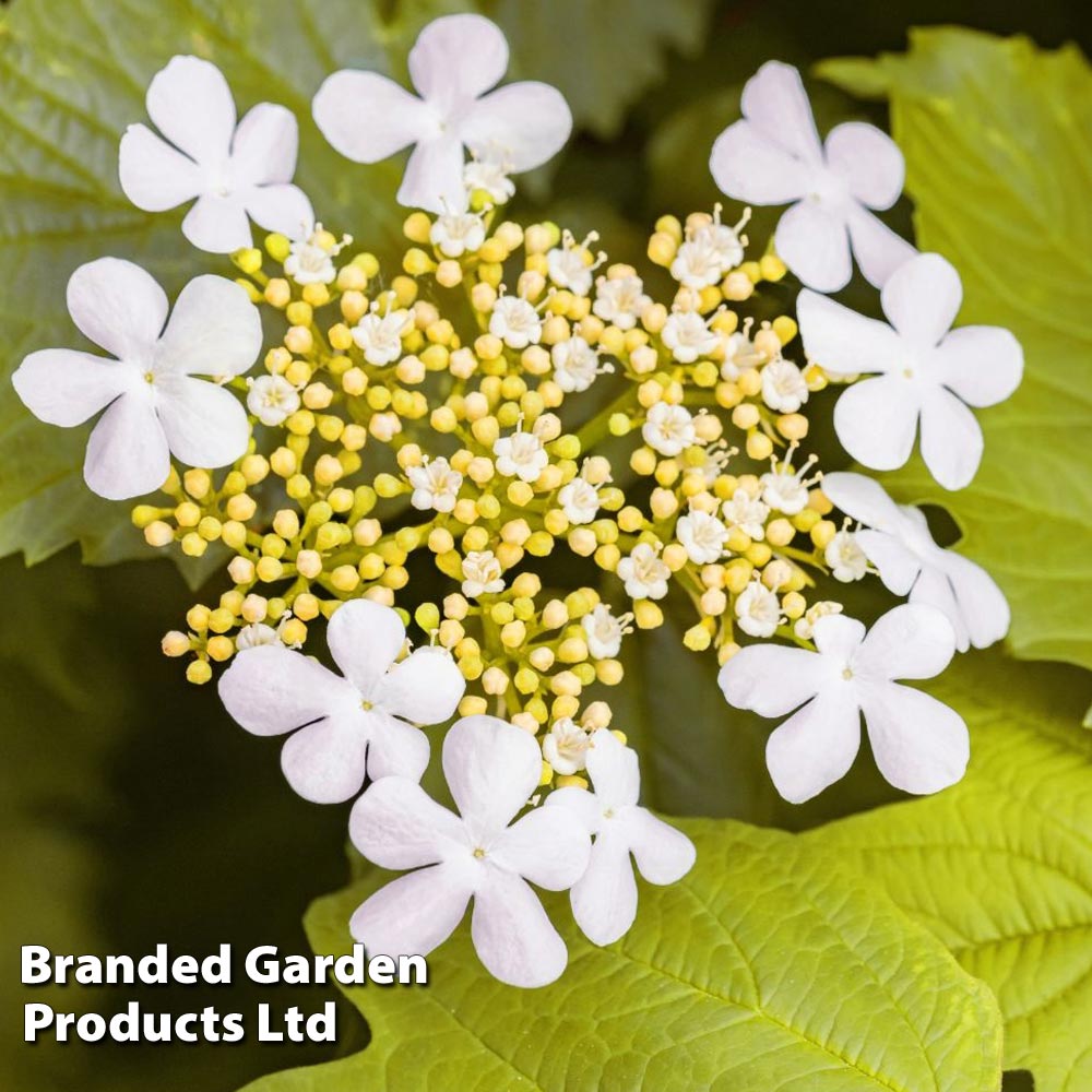 Viburnum opulus 'Park Harvest' Price Comparisons | Compare The Build