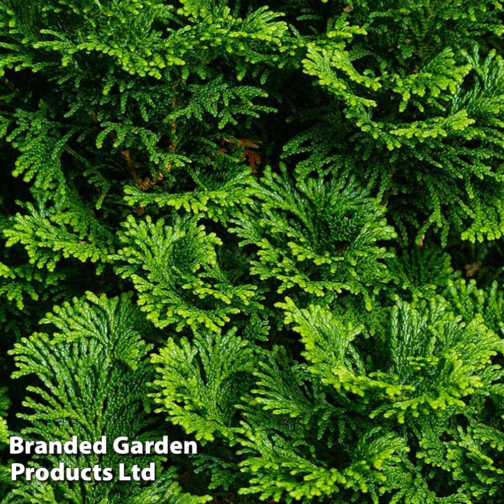 Chamaecyparis obtusa 'Nana Gracilis' Price Comparisons | Compare The Build