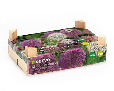 Verve Mixed Flower Bulb Price Comparisons | Compare The Build