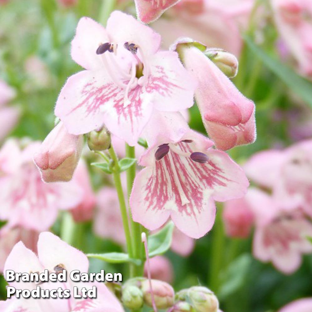 Penstemon 'Pink Bedder' Price Comparisons | Compare The Build