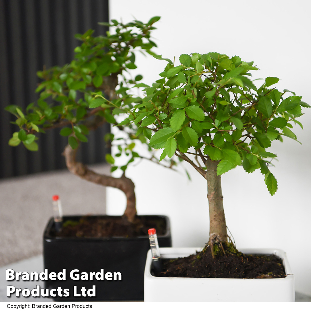 Bonsai Mix In Easy Care Pot Price Comparisons | Compare The Build