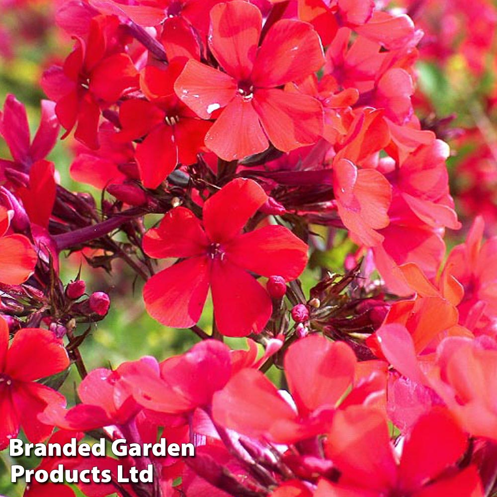 Phlox paniculata 'Starfire' Price Comparisons | Compare The Build