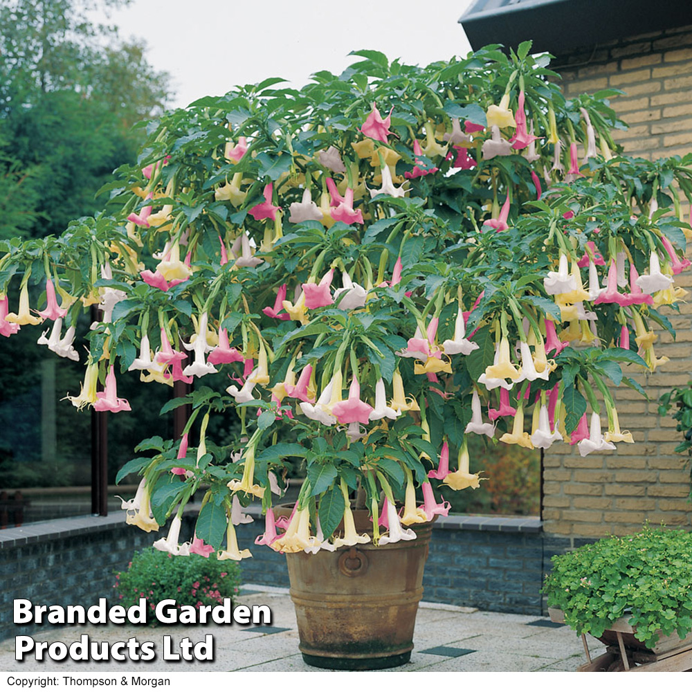 Angels Trumpet Tricolour Price Comparisons | Compare The Build