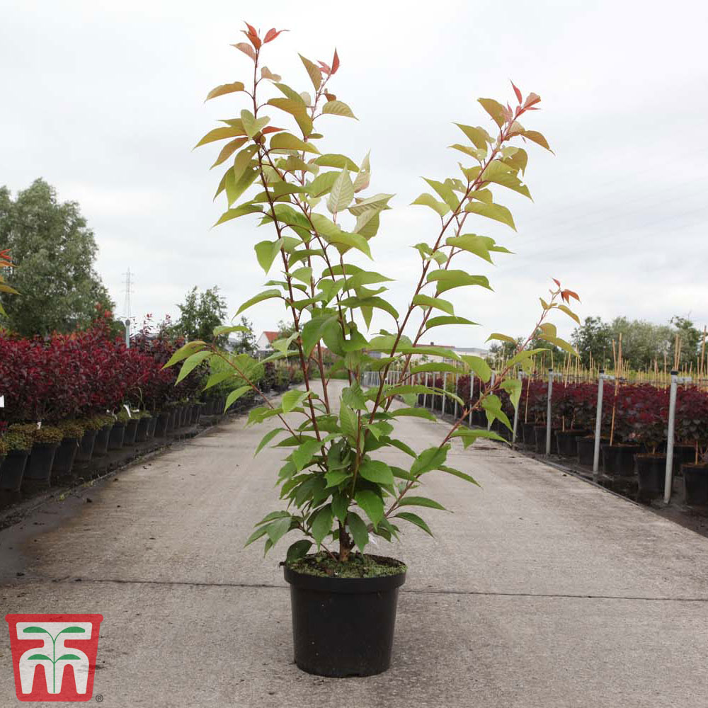 Prunus 'Kanzan' Price Comparisons | Compare The Build
