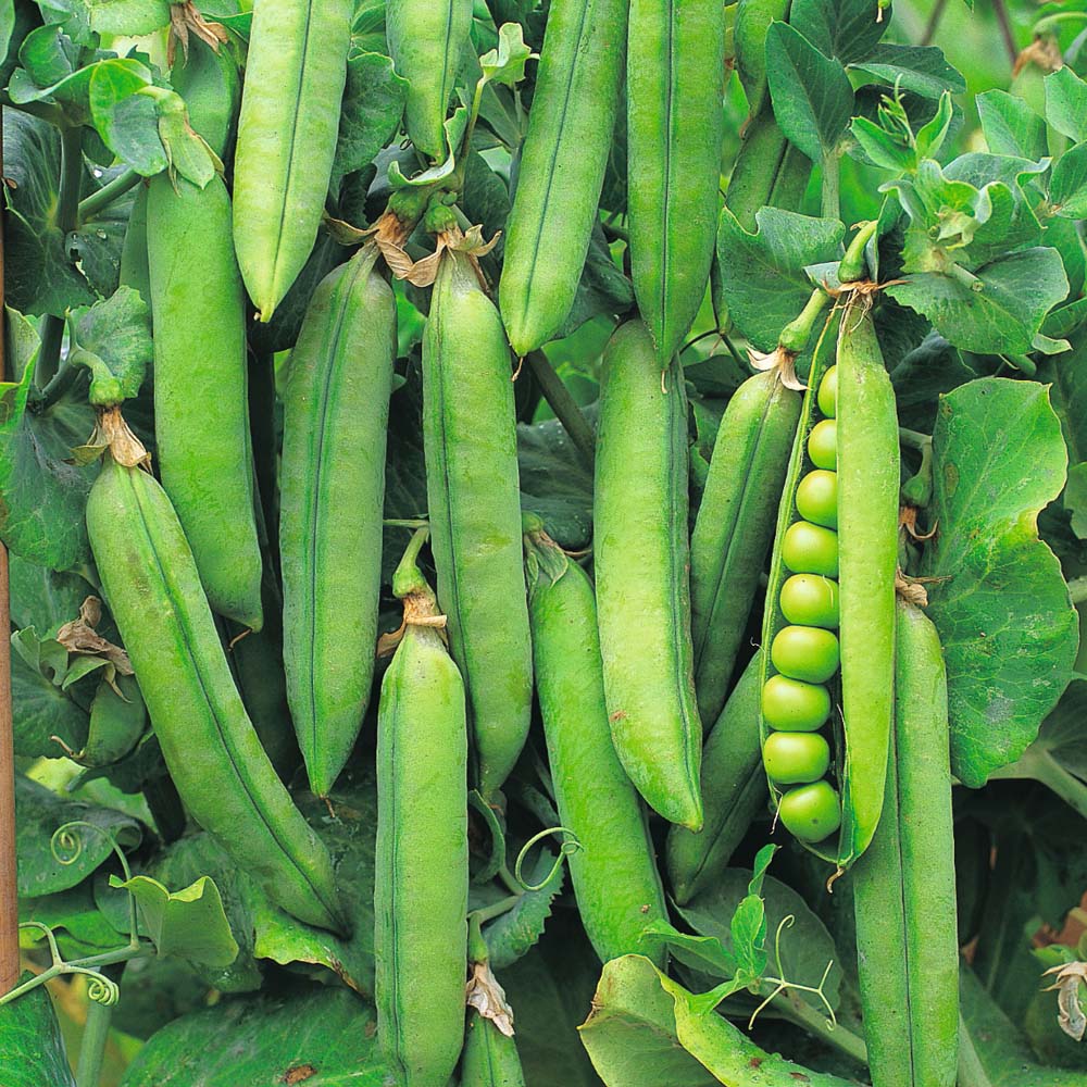 Pea 'Rondo' (Maincrop) Price Comparisons | Compare The Build