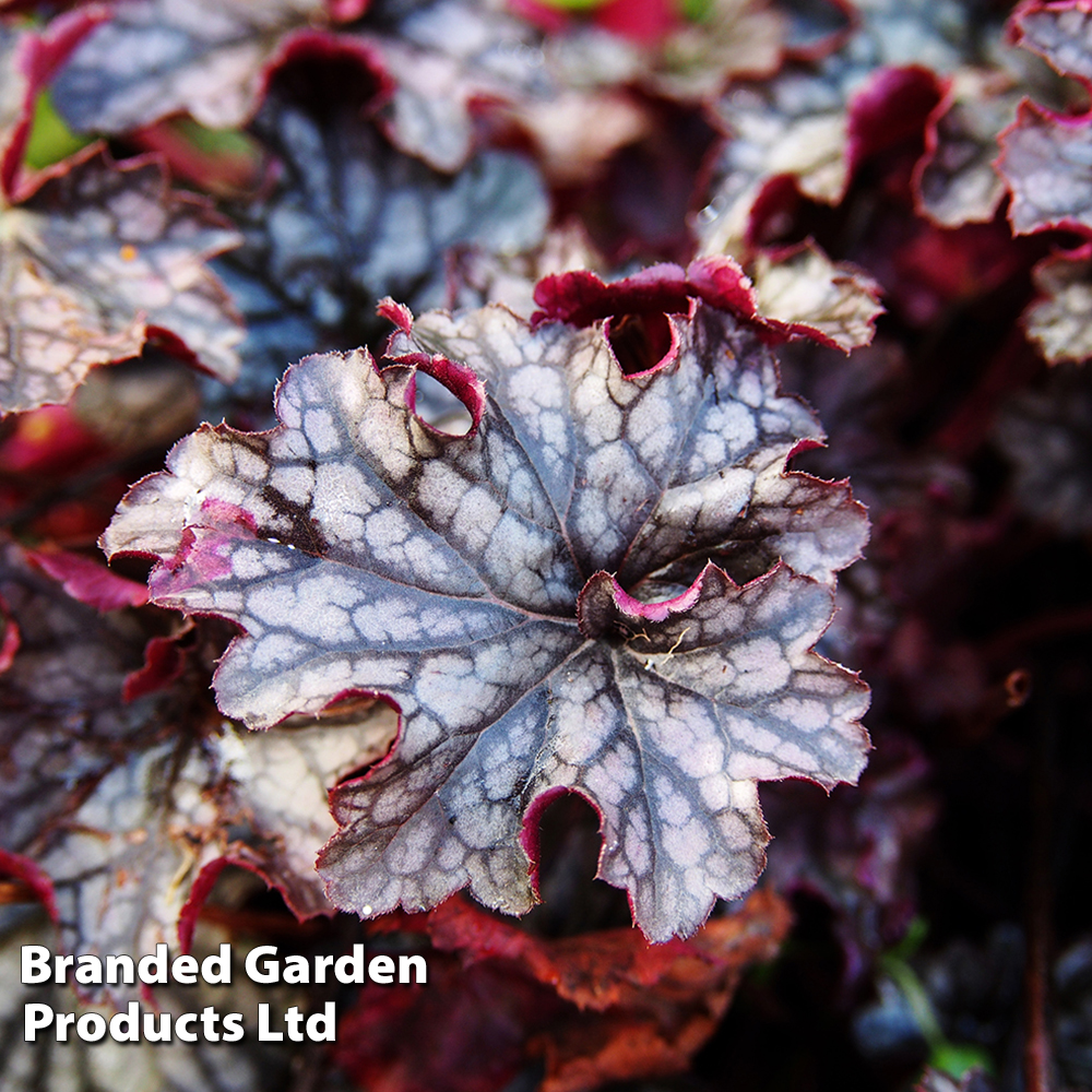 Heuchera 'Blackberry Jam' Price Comparisons | Compare The Build