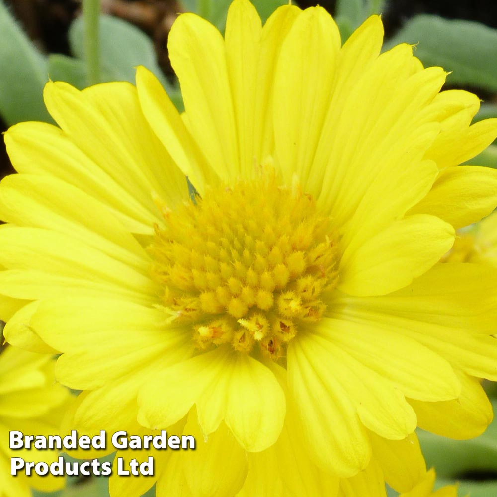 Gaillardia aristata Mesa Yellow Price Comparisons | Compare The Build