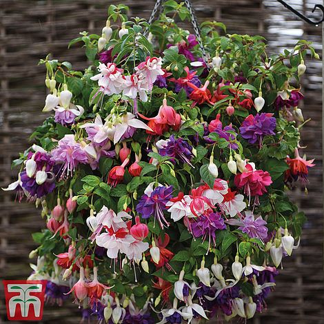 Fuchsia Giant-Flowered Collection | Compare The Build