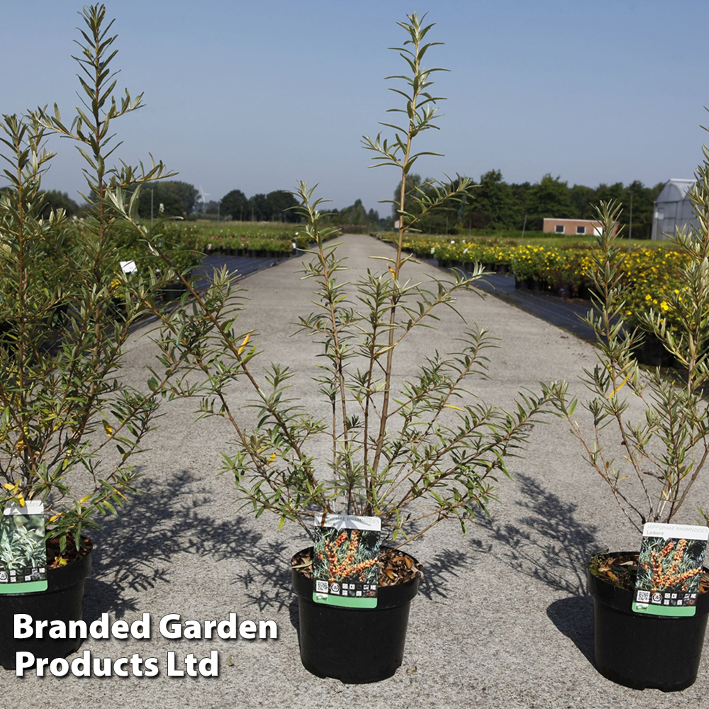 Hippophae rhamnoides 'Pollmix' Price Comparisons | Compare The Build