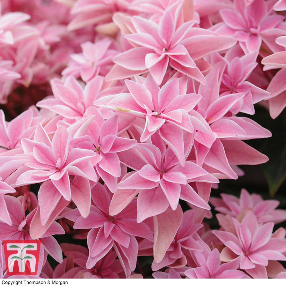 Hydrangea 'Double Dutch Edam' Price Comparisons | Compare The Build