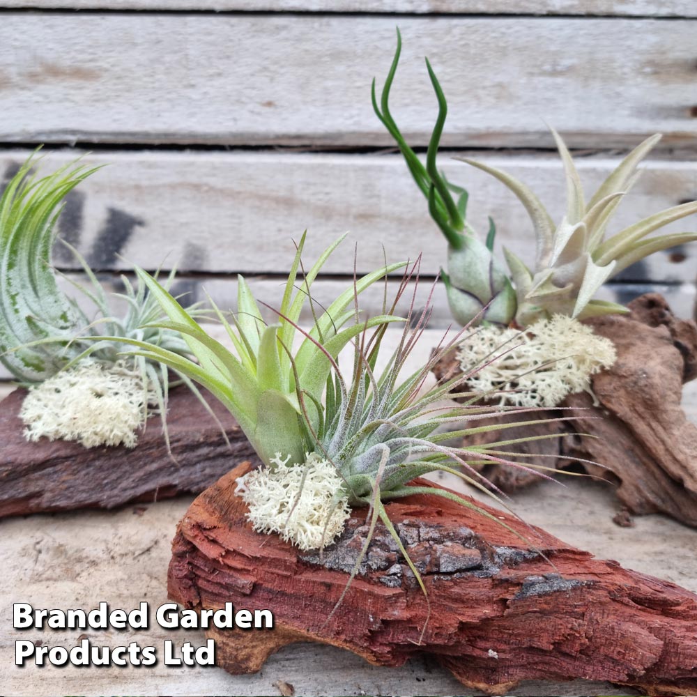 Air Plants (Tillandsia) on Mini Wooden Log Price Comparisons | Compare The Build