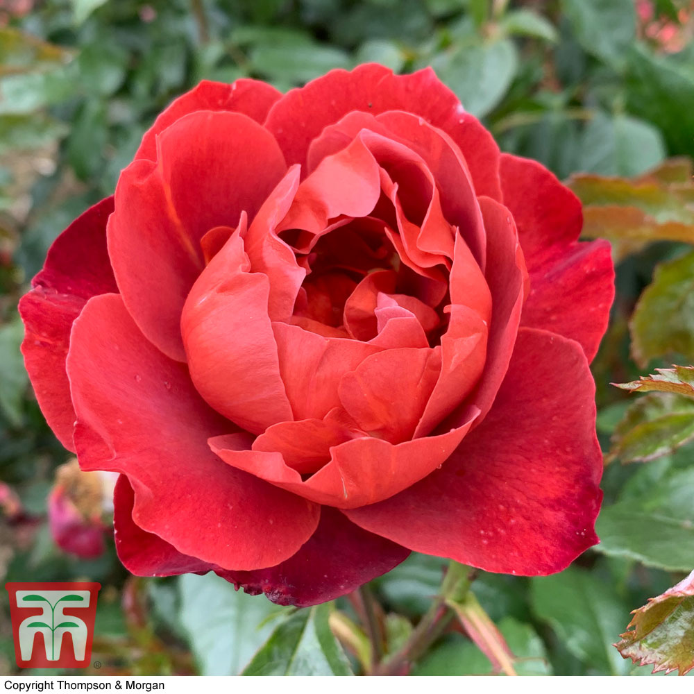 Rose 'Hot Chocolate' (Floribunda Rose) Price Comparisons | Compare The Build