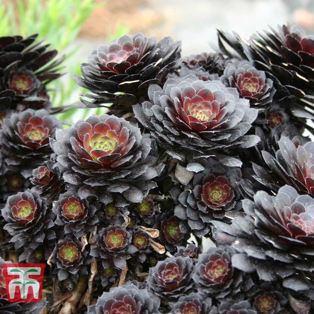 Aeonium arboreum 'Tip Top' Price Comparisons | Compare The Build