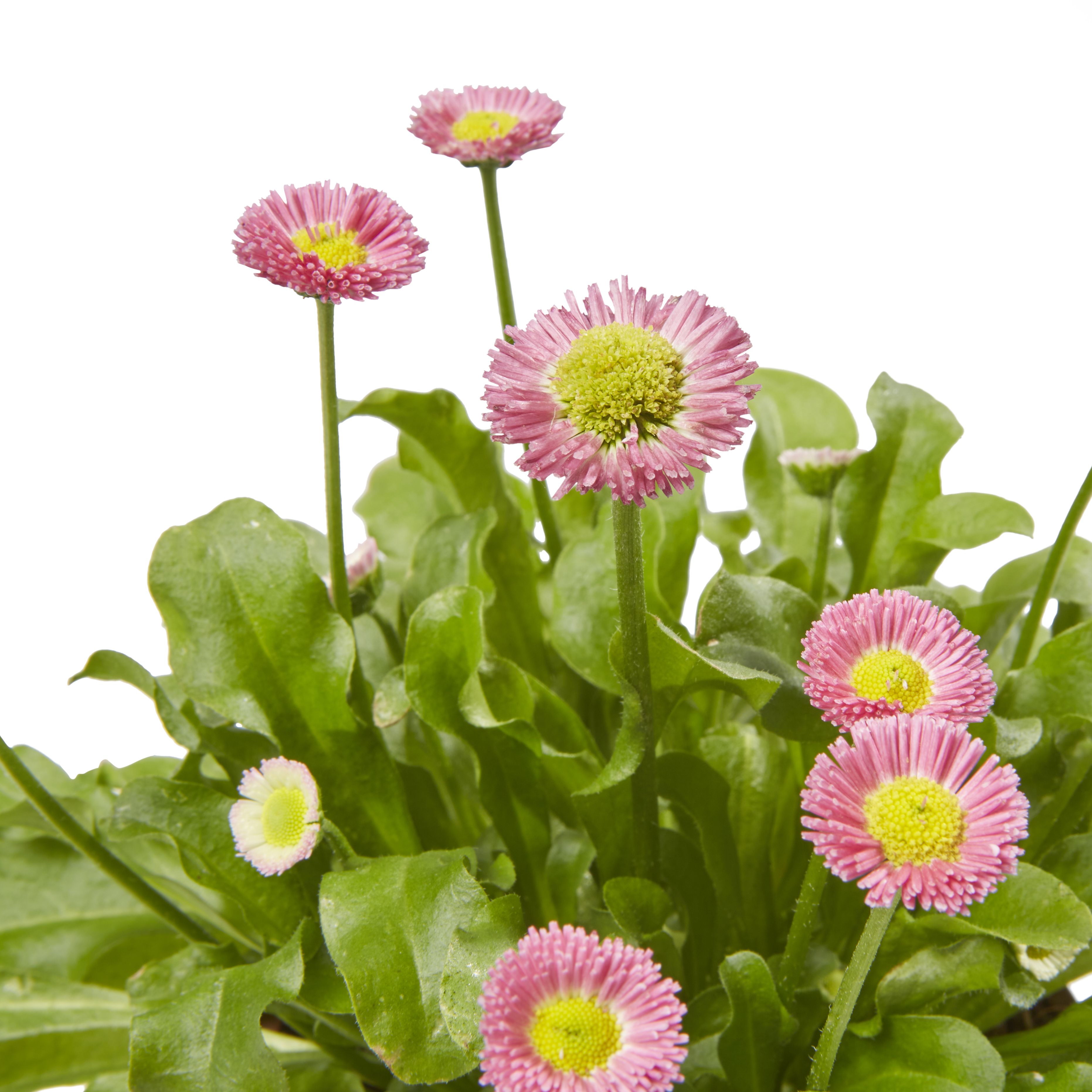 Bellis Mixed Autumn Bedding Plant, Pack Of 6 Price Comparisons | Compare The Build