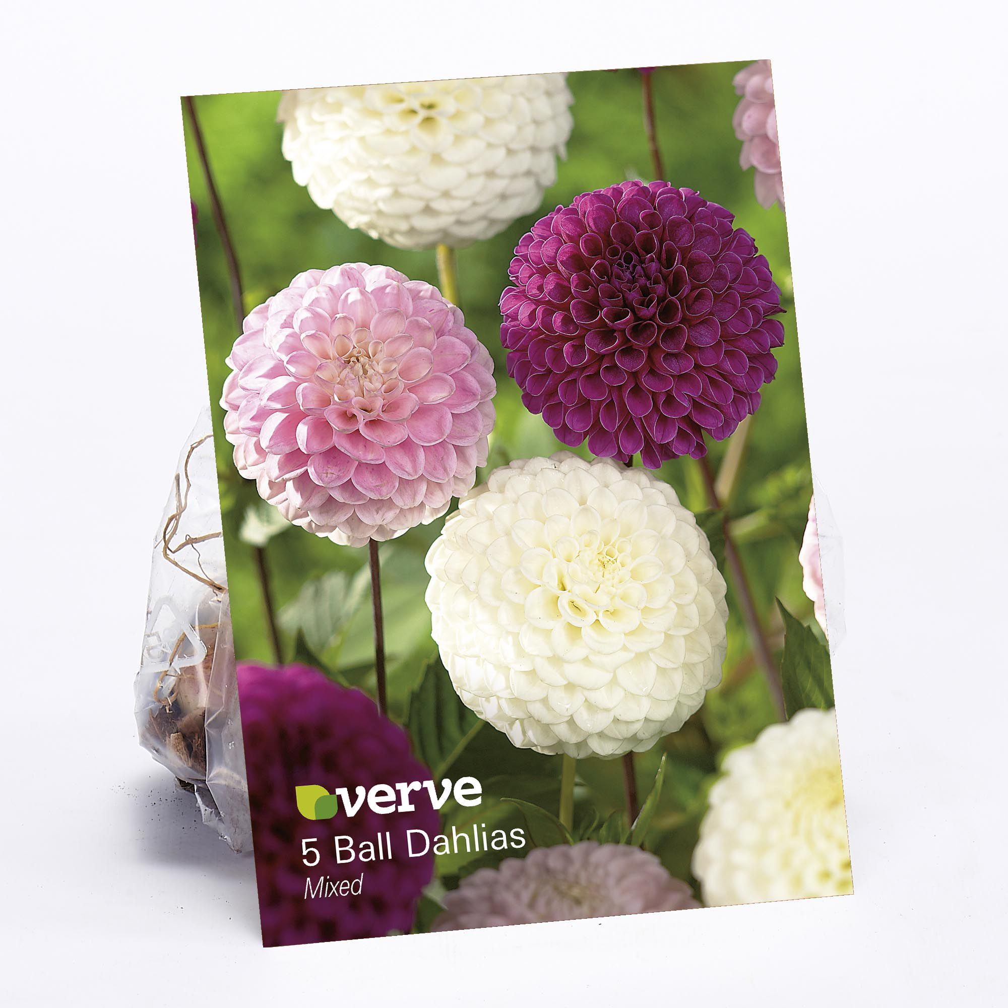 Verve Ball Dahlia Mixed Flower Bulb, Pack Of 5 Price Comparisons | Compare The Build