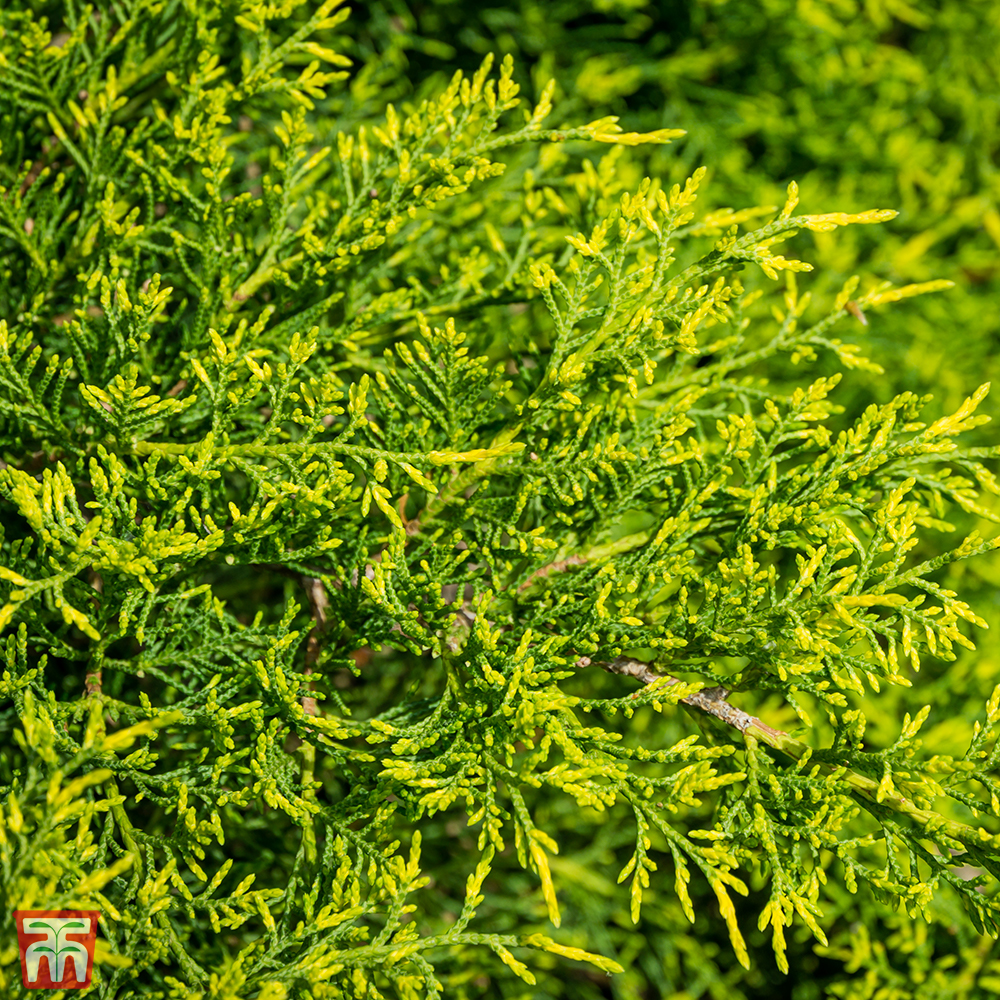 Juniperus x pfitzeriana 'Gold Coast' Price Comparisons | Compare The Build