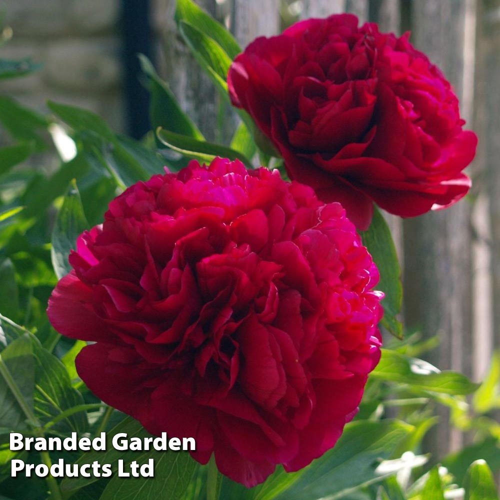 Tree Peony 'Bai Yuan Hong Xia' Price Comparisons | Compare The Build