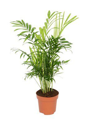 Parlour Palm Price Comparisons | Compare The Build