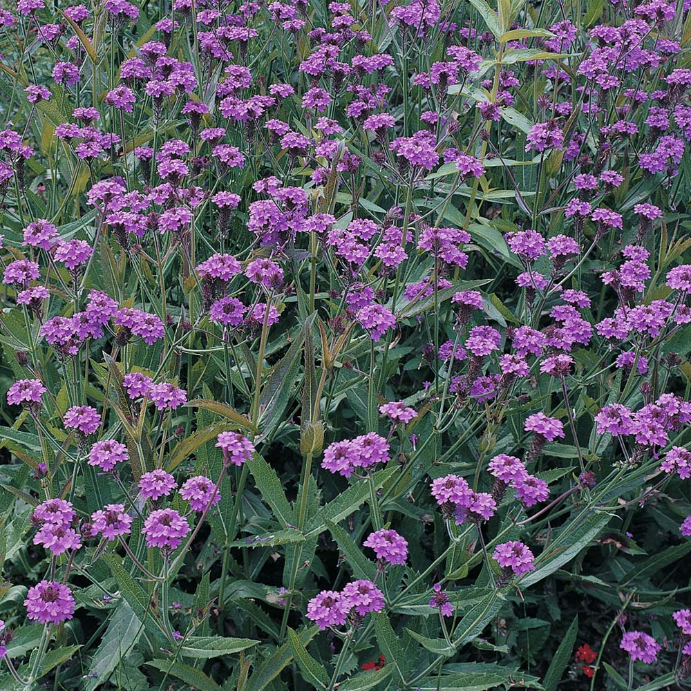 Verbena rigida Price Comparisons | Compare The Build