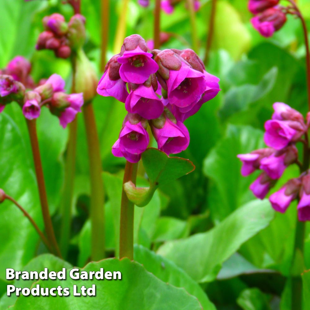 Bergenia Cordifolia Winterglut | Compare The Build