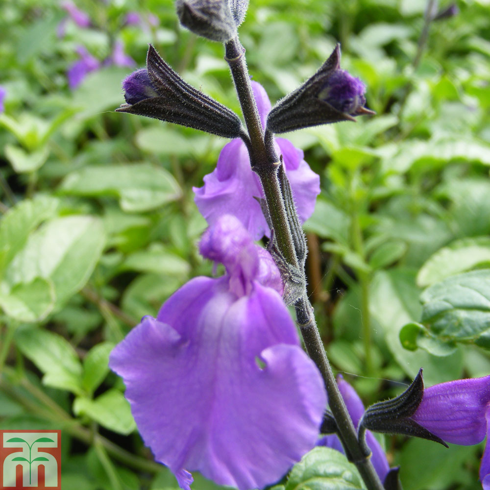 Salvia 'Lavender Dilly Dilly' Price Comparisons | Compare The Build