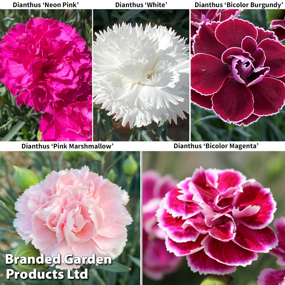 Dianthus 'Scented Pleasures Collection' Price Comparisons | Compare The Build