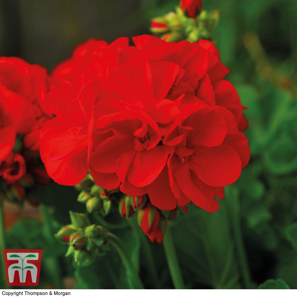 Geranium 'Power Red' Price Comparisons | Compare The Build