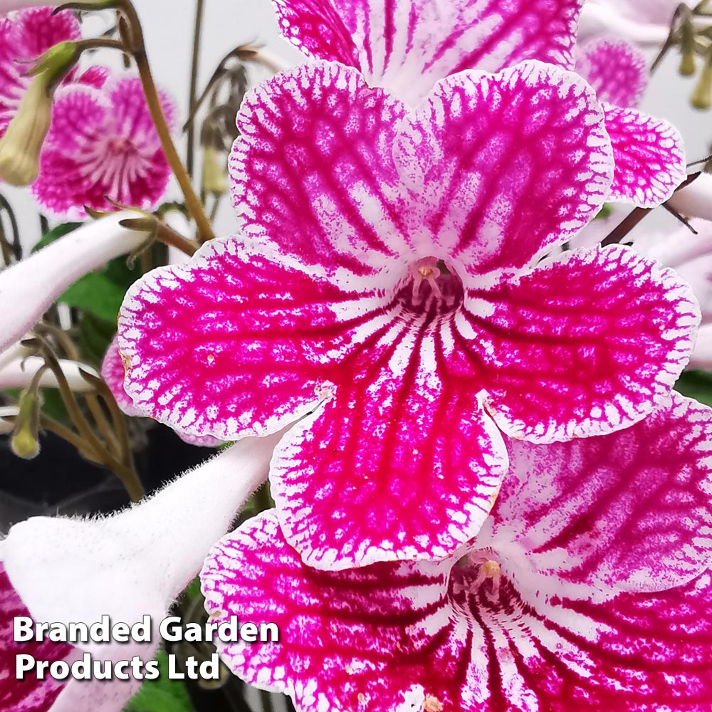 Streptocarpus Polka Dot Pink Price Comparisons | Compare The Build