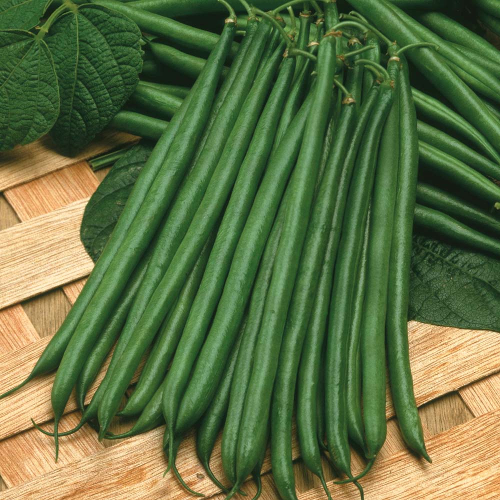 Dwarf Bean 'Boston' (Start-A-Garden? Range) Price Comparisons | Compare The Build