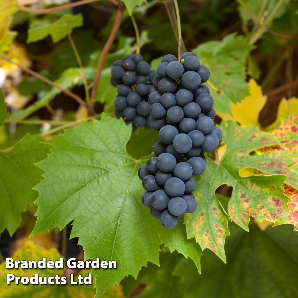 Grape (Vitis) 'Muscat Bleu' Price Comparisons | Compare The Build