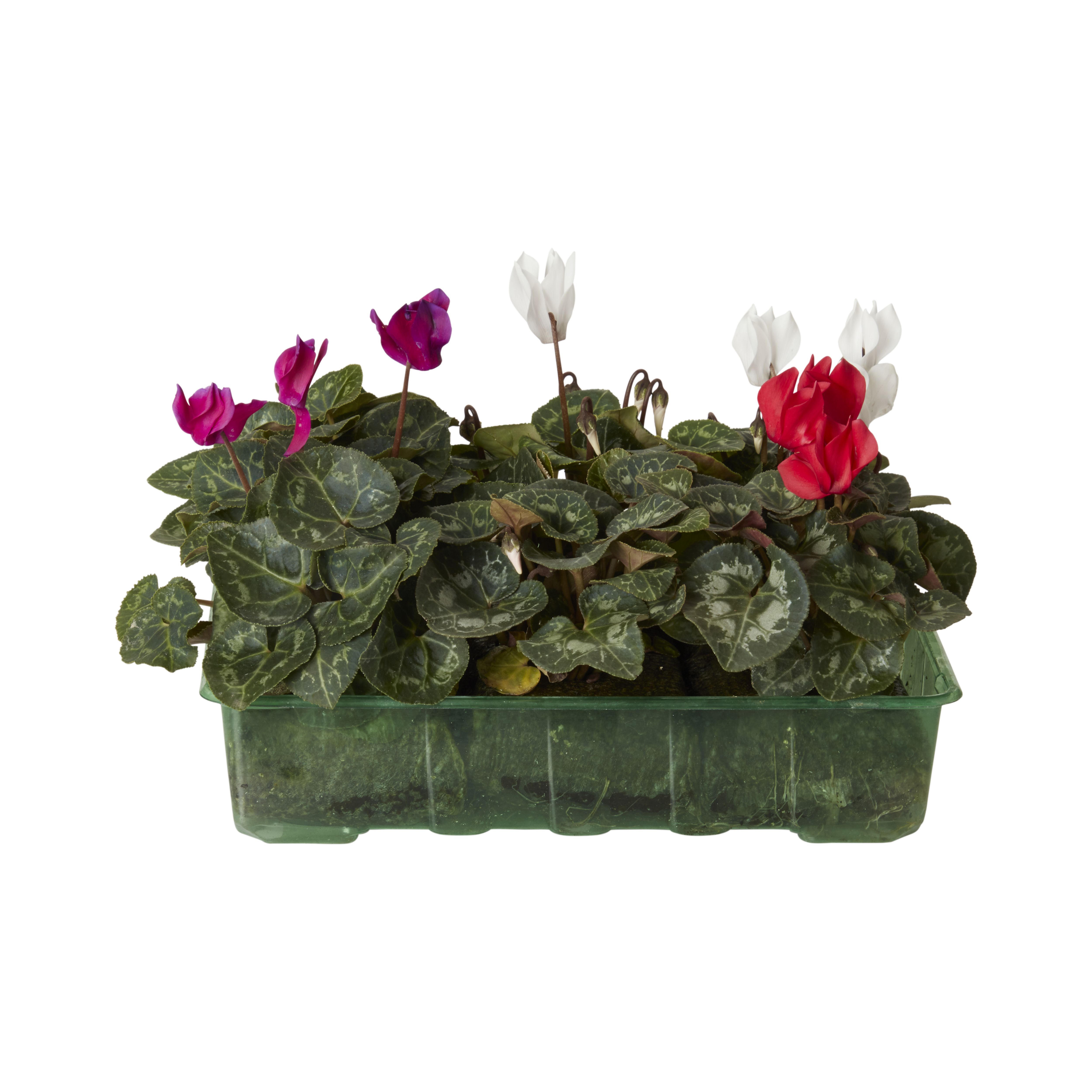 Verve Cyclamen Strawberry Dream Autumn Bedding Plant, Pack Of 6 Price Comparisons | Compare The Build