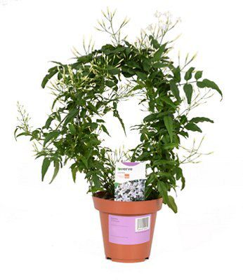 Verve Jasmine On Hoop Price Comparisons | Compare The Build
