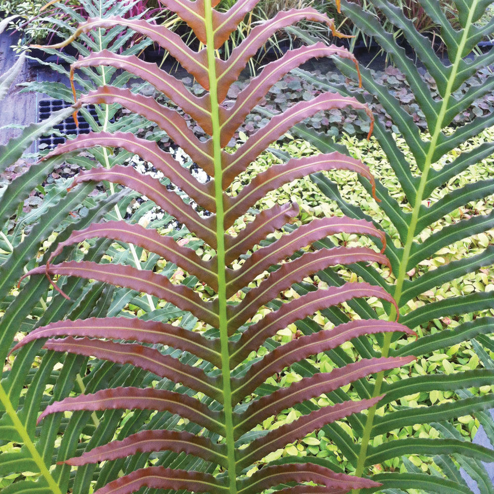 Blechnum brasiliense 'Volcano' Price Comparisons | Compare The Build