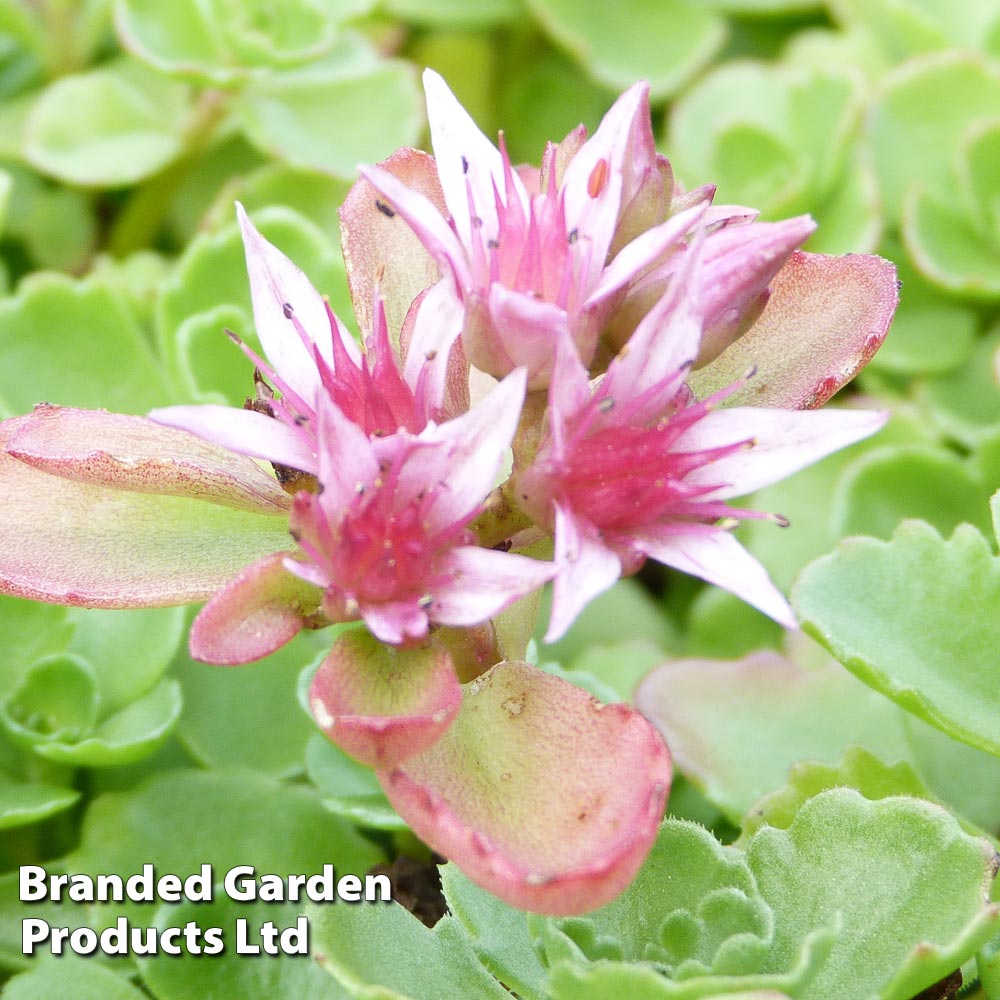 Sedum spurium 'Coccineum' Price Comparisons | Compare The Build