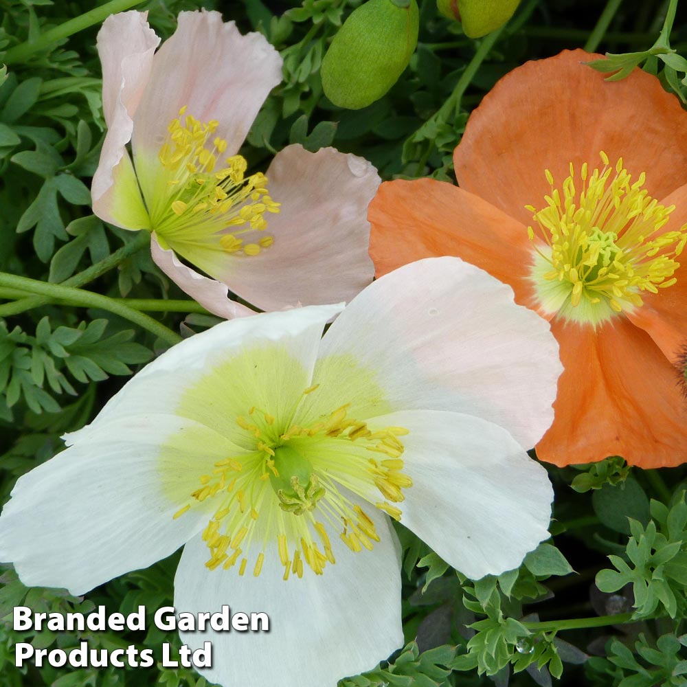 Alpine poppy mixed Price Comparisons | Compare The Build