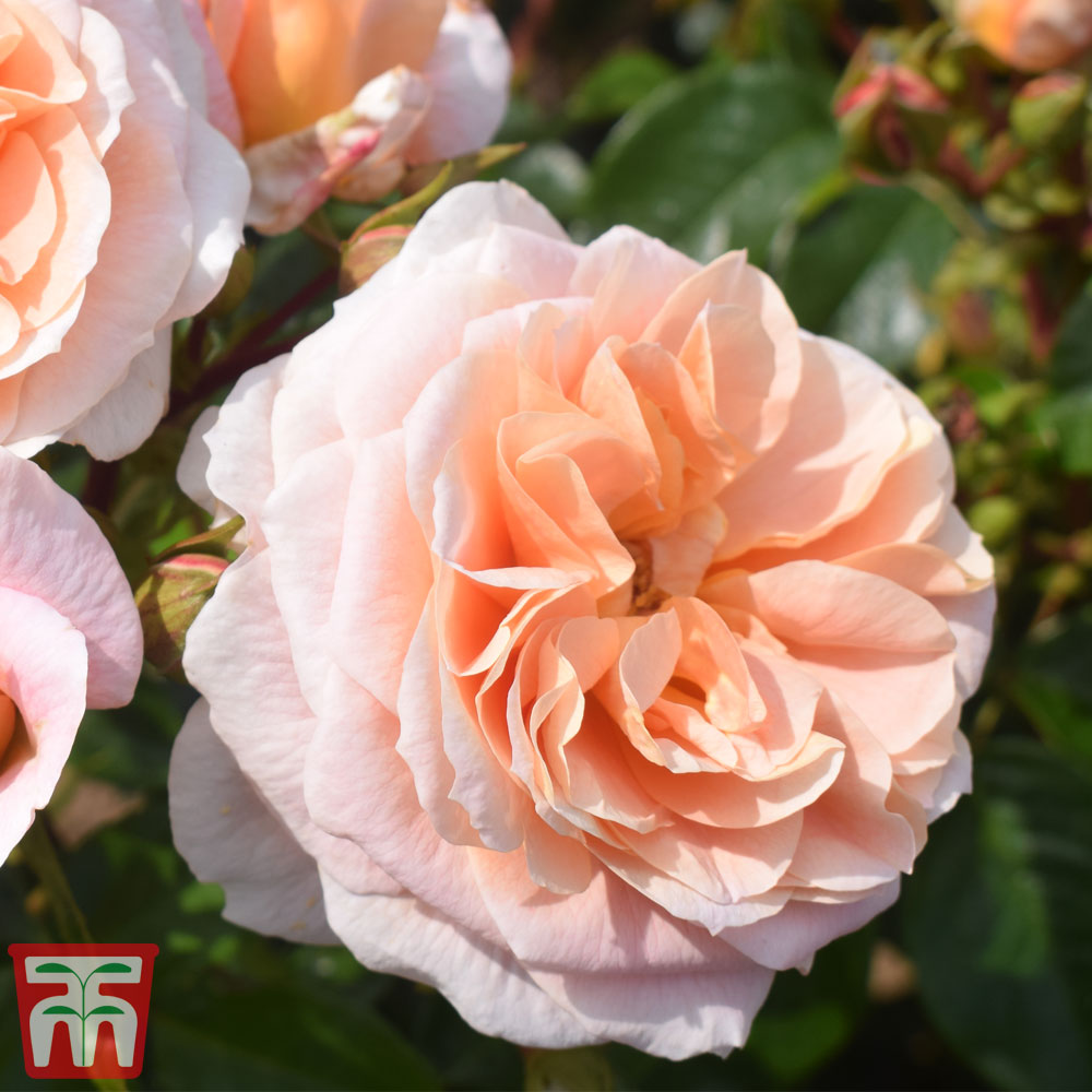Rose 'It's A Wonderful Life' (Floribunda Rose) Price Comparisons | Compare The Build