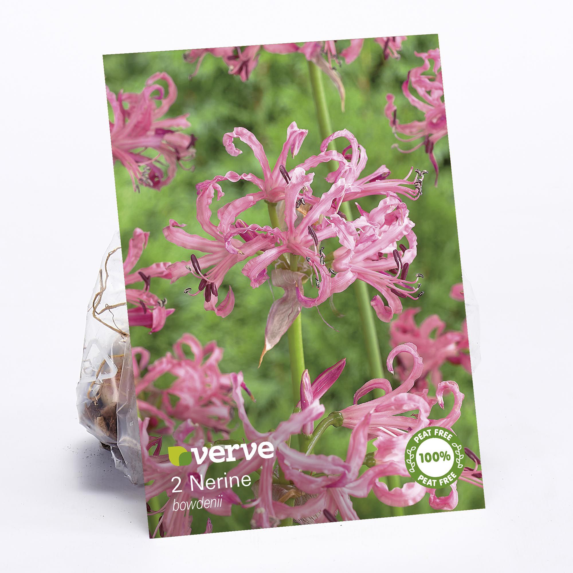 Core Nerine Flower Bulb, Pack Of 2 Price Comparisons | Compare The Build