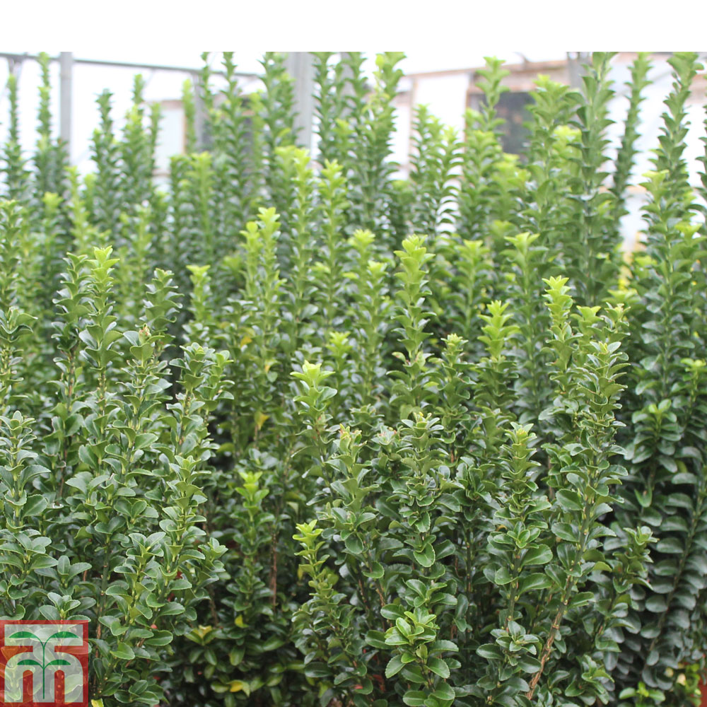 Euonymus japonicus 'Green Rocket' Price Comparisons | Compare The Build