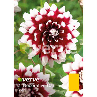 Verve Duet Flower Bulb Price Comparisons | Compare The Build
