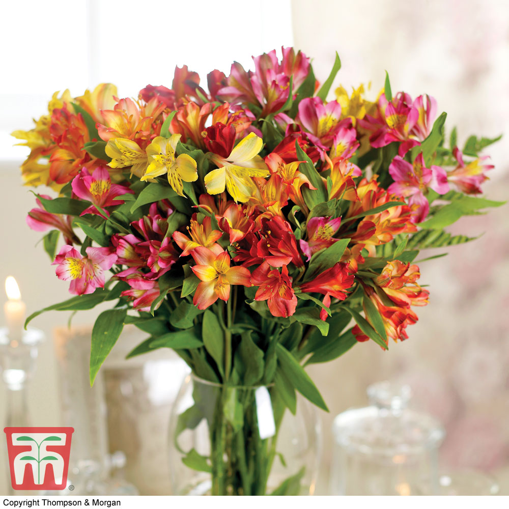 Alstroemeria 'Garden Hybrids' Price Comparisons | Compare The Build