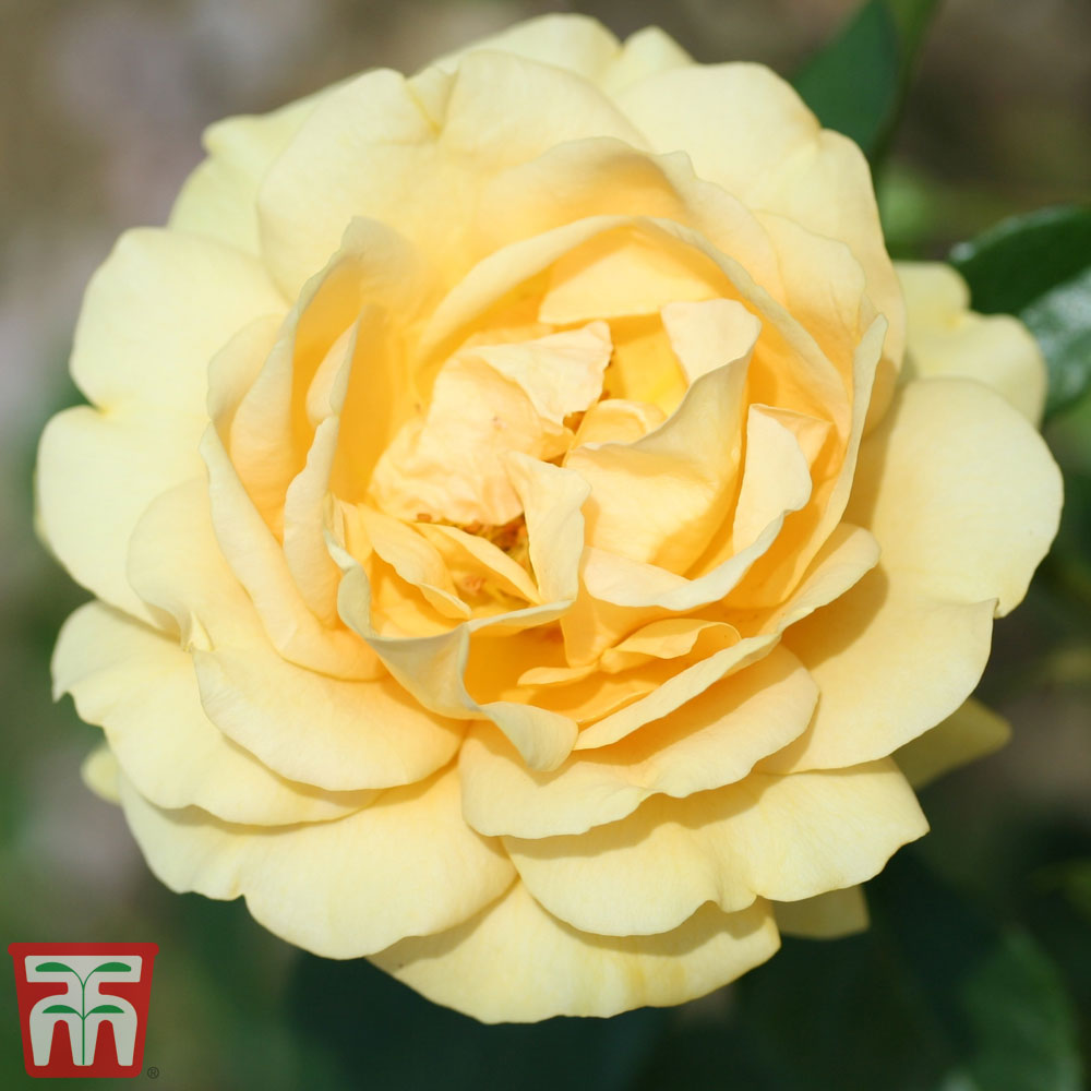 Rose 'Absolutely Fabulous' (Floribunda Rose) Price Comparisons | Compare The Build